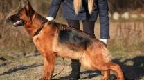 Breta Geležinis vilkas