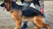 Era Geležinis vilkas